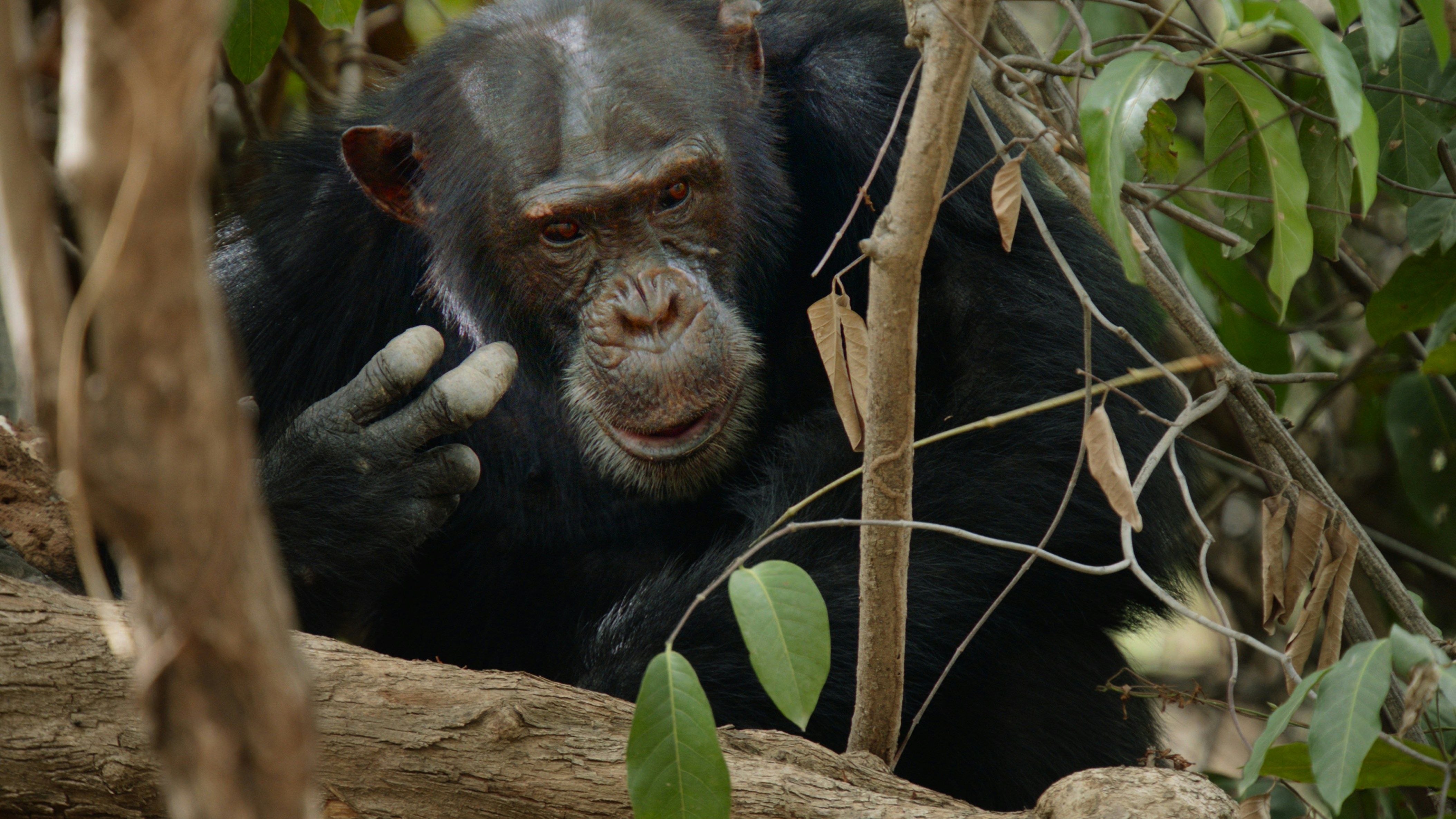Mountain gorilla in Bwindi Impenetrable Forest, Uganda