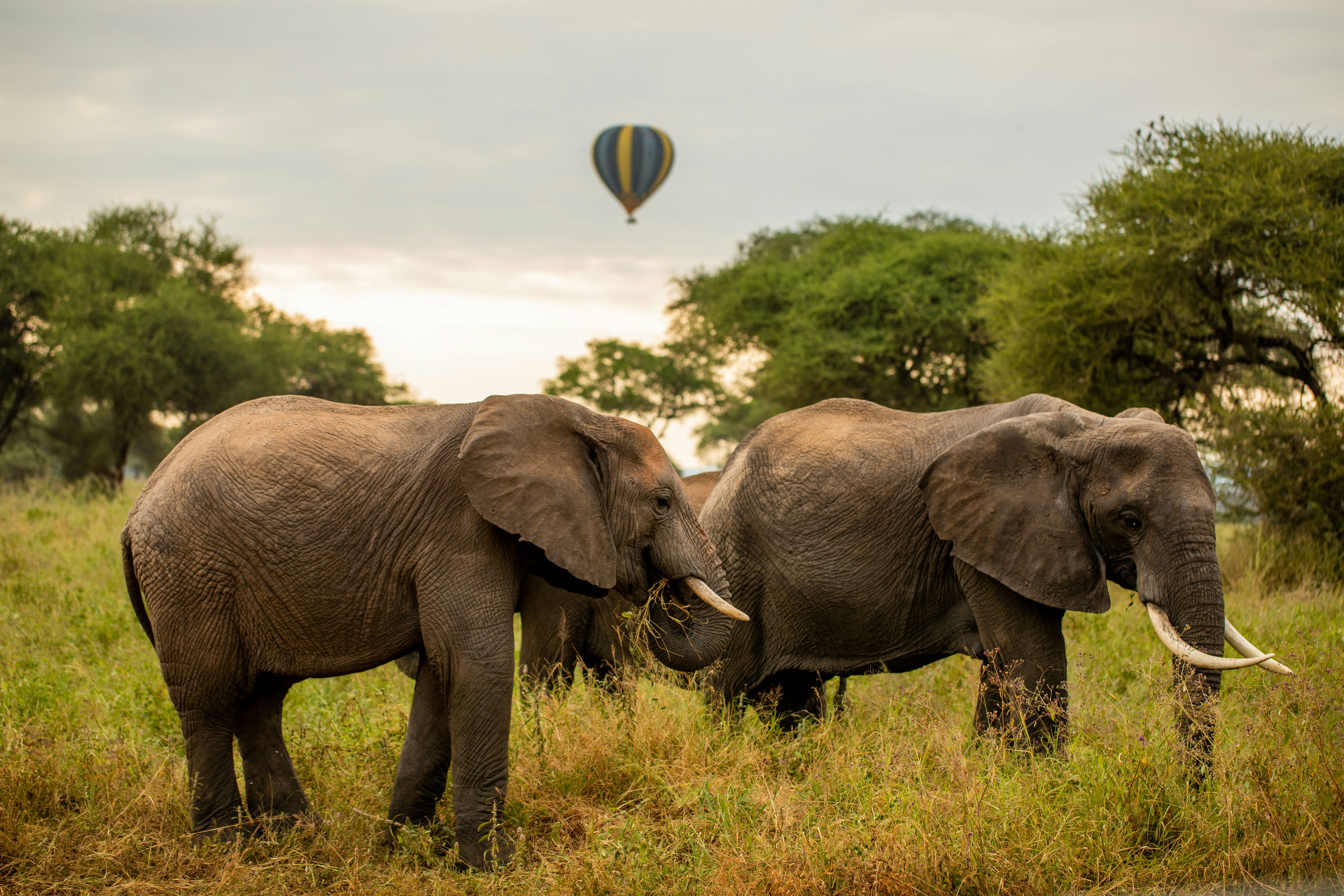 Elephants roaming Amboseli National Park, Kenya