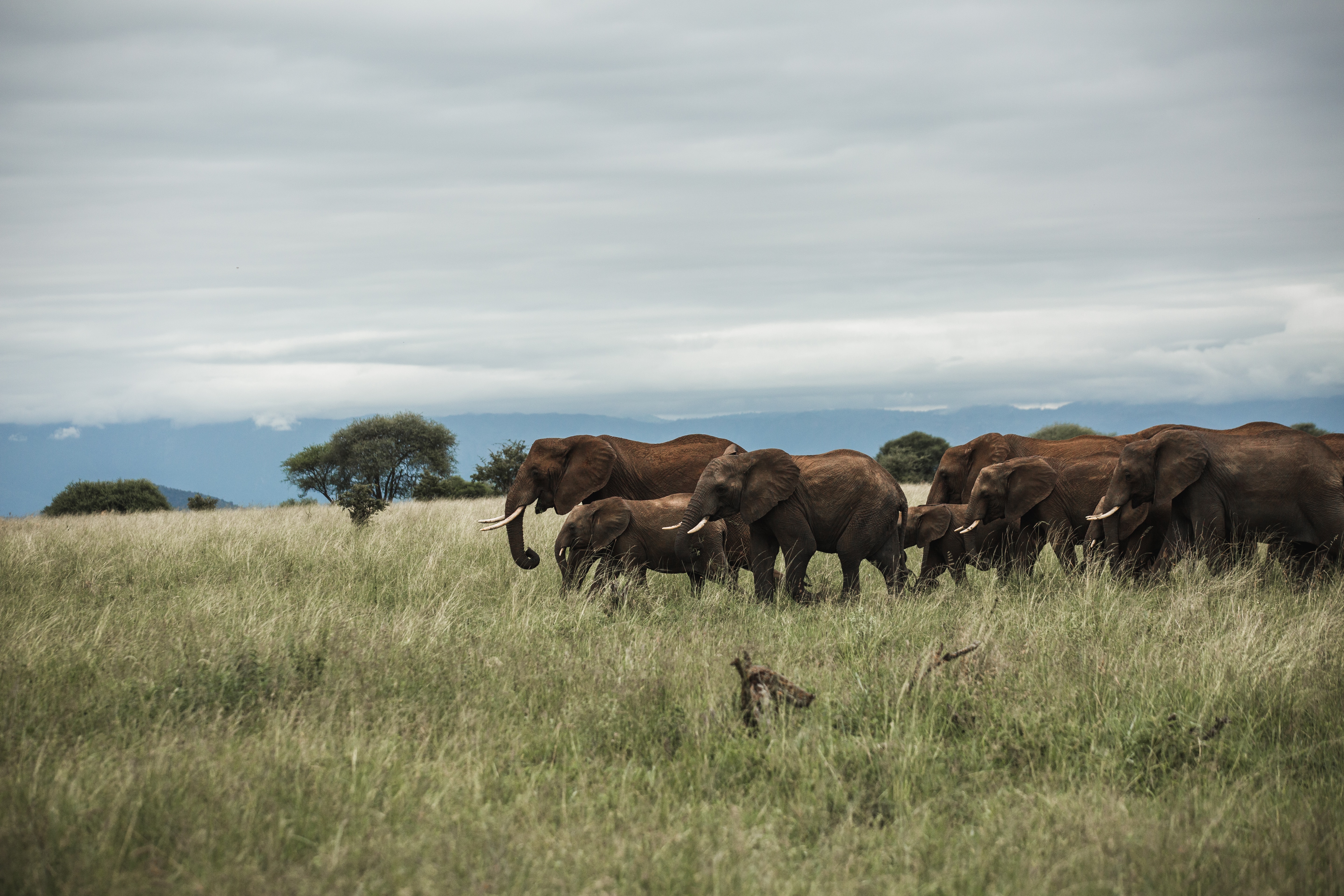 Elephant herd at Maasai Mara National Reserve, Kenya