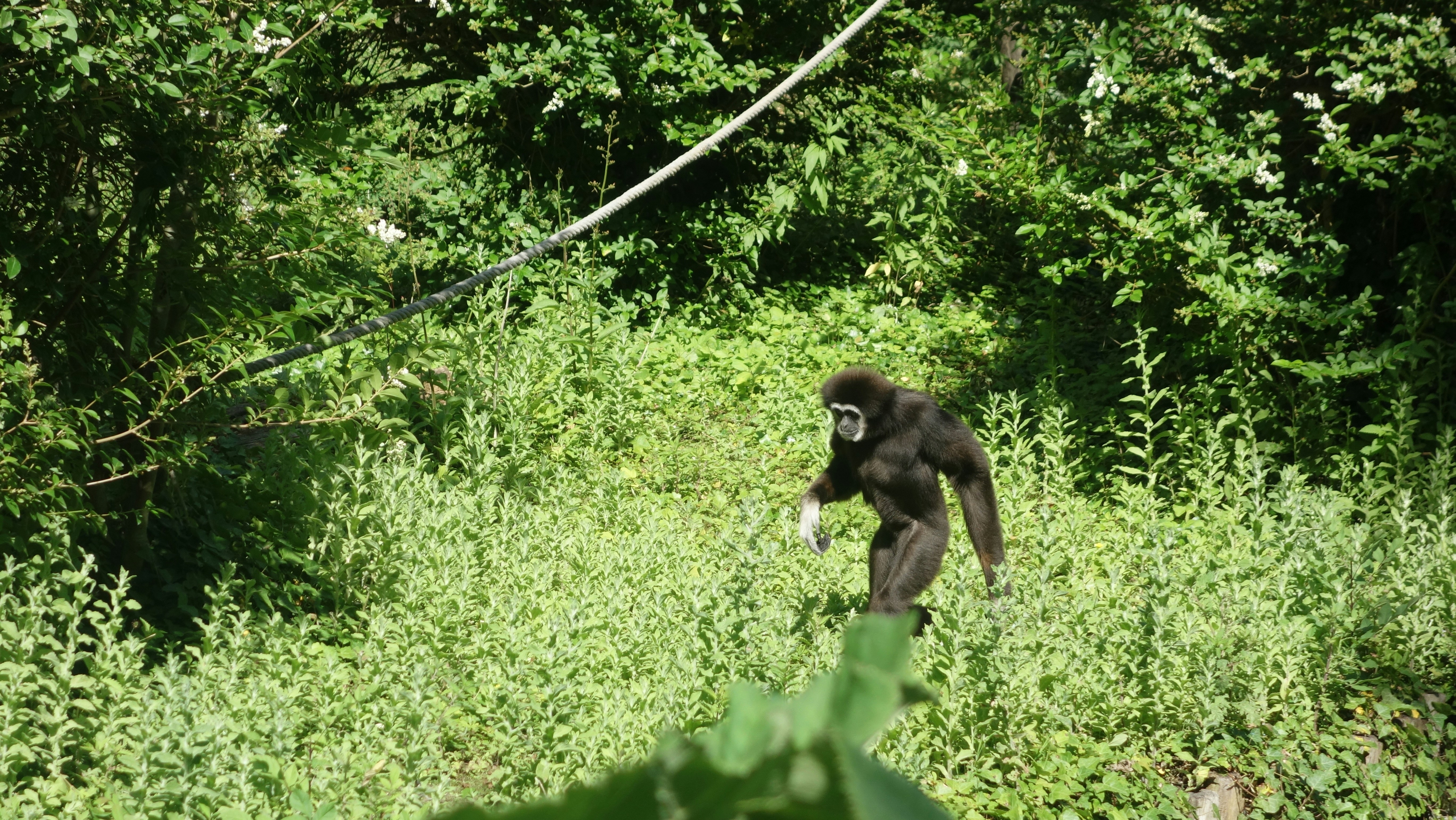 Ancient rainforest canopy in Bwindi, Uganda