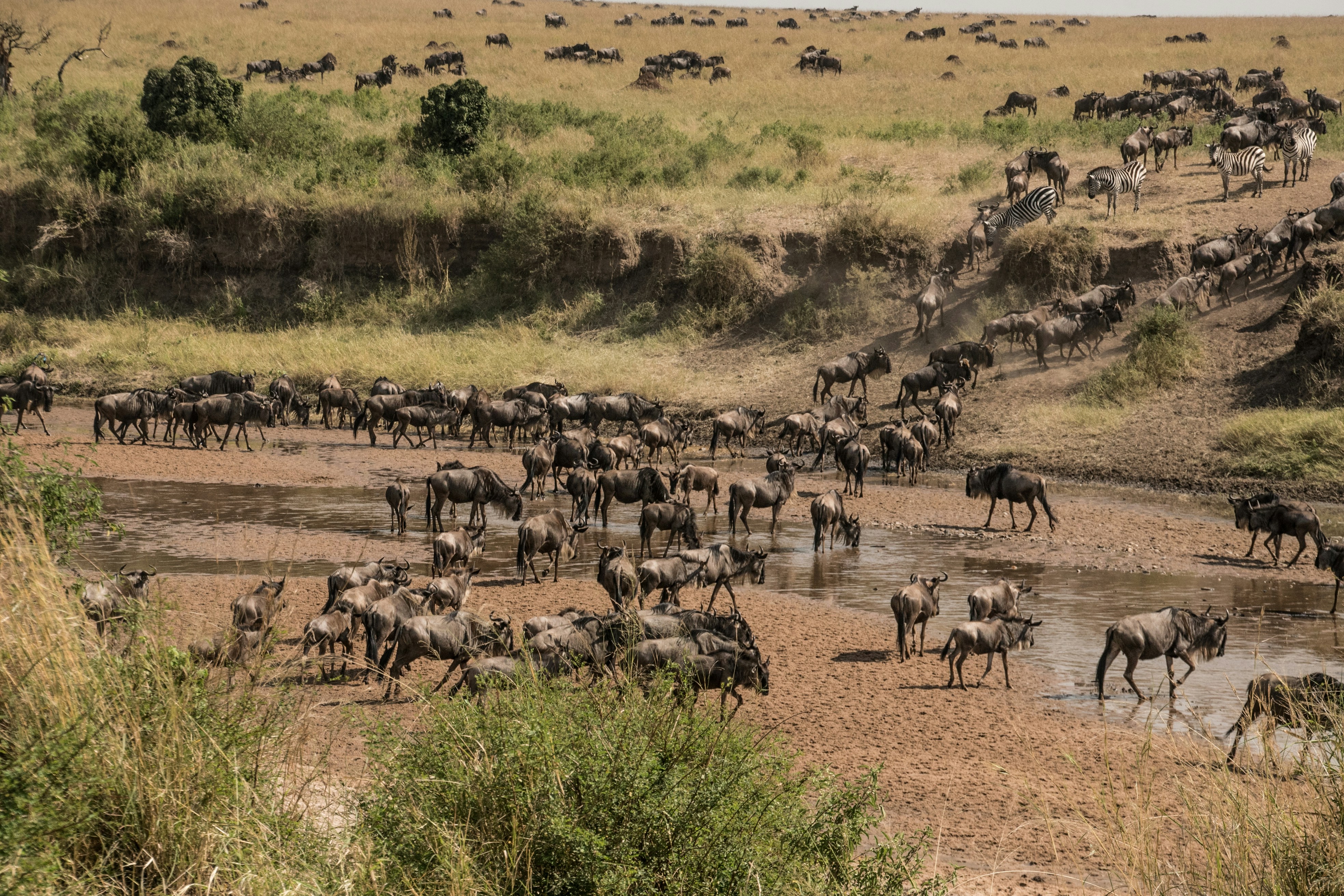 Wildebeest Great Migration river crossing in Kenya