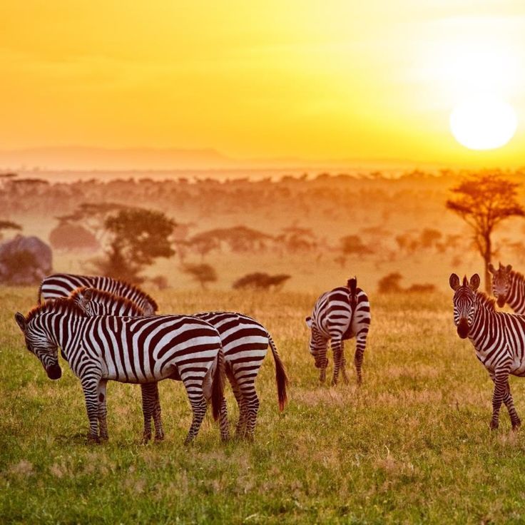 Golden sunrise over the Serengeti in Tanzania