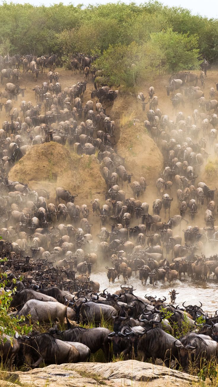 Wildebeest crossing the Mara River, Kenya